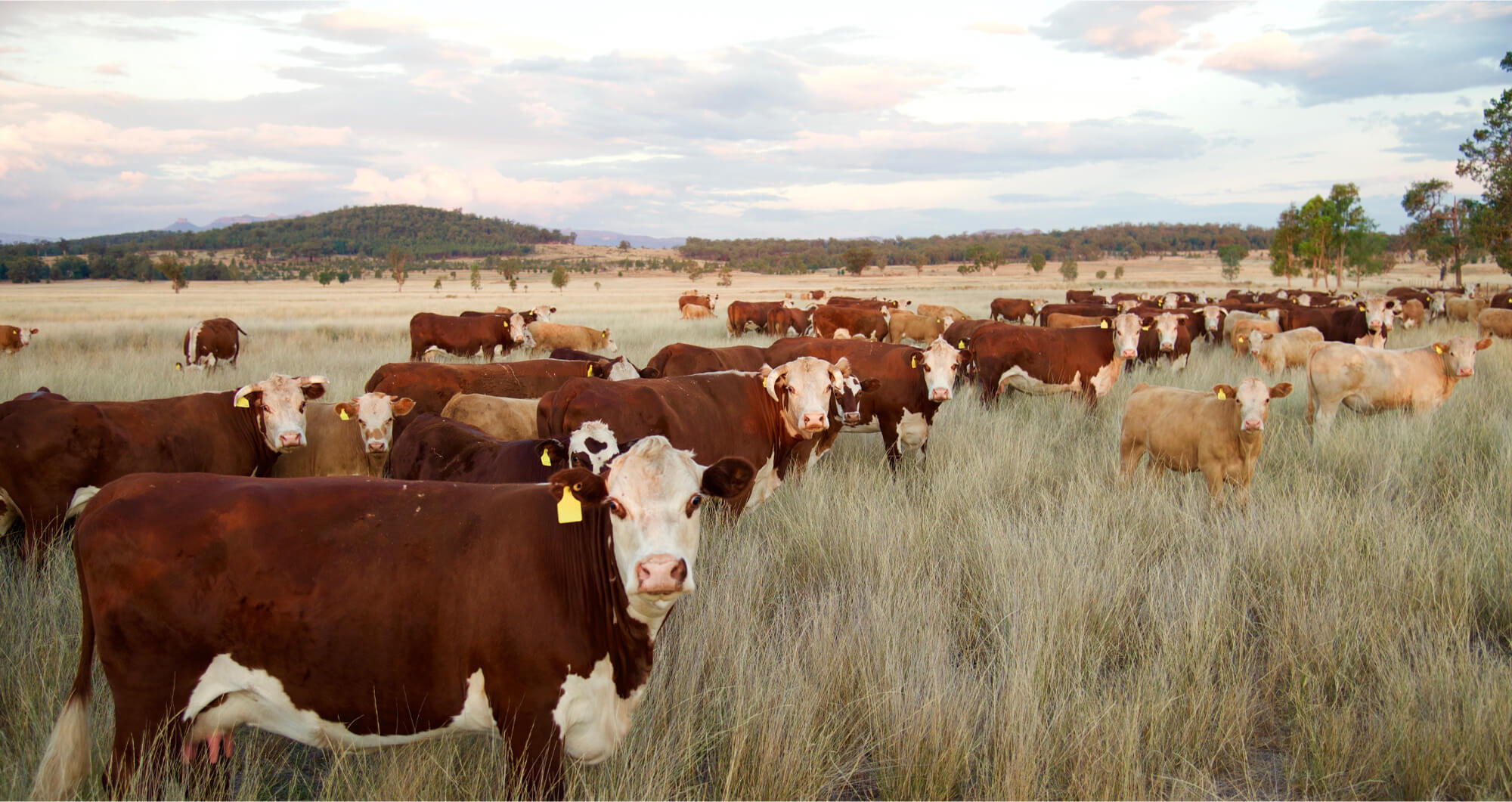 herd of cattle